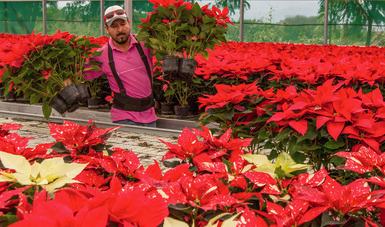 Pequeños productores aseguran abasto de flor de nochebuena para esta temporada